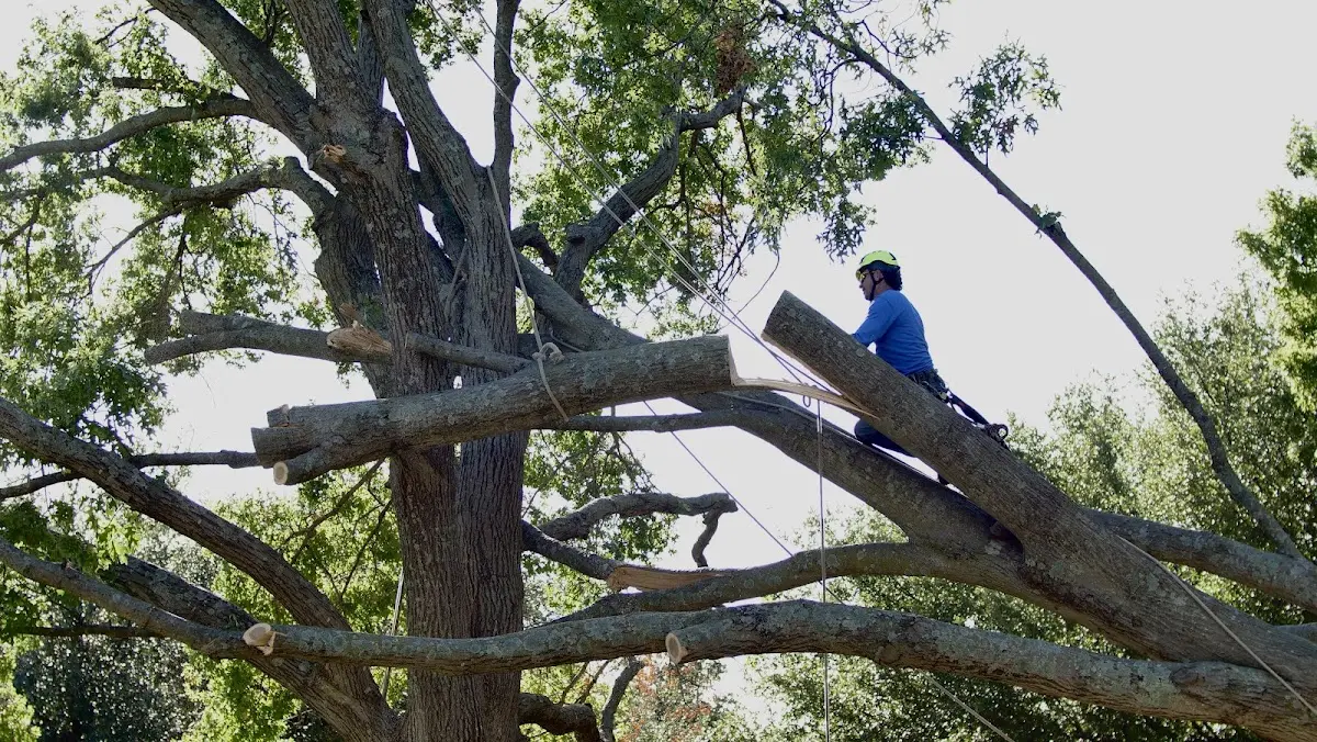 Professional Hazardous Tree Removal performed by certified arborists in Somerset Center